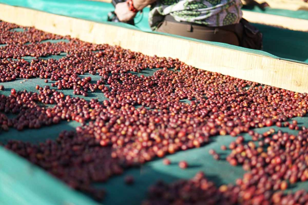 Ефіопія Berry Coat – кава для фільтру - Zdjęcie 5