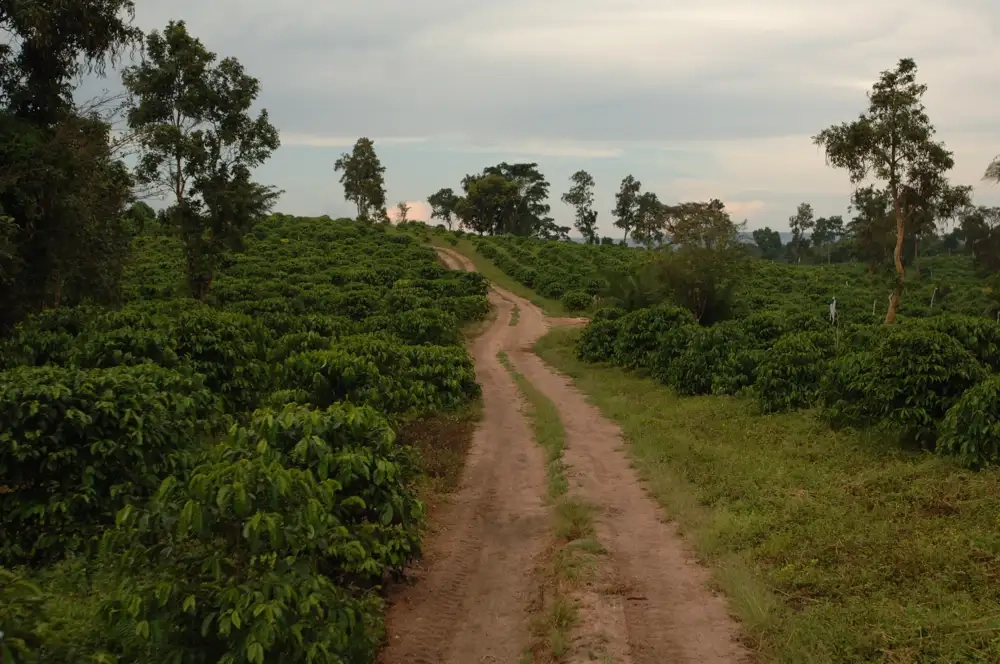 Uganda Fine Robusta Kaweri Turaco – kawa do ekspresów i kawiarek - Zdjęcie 8