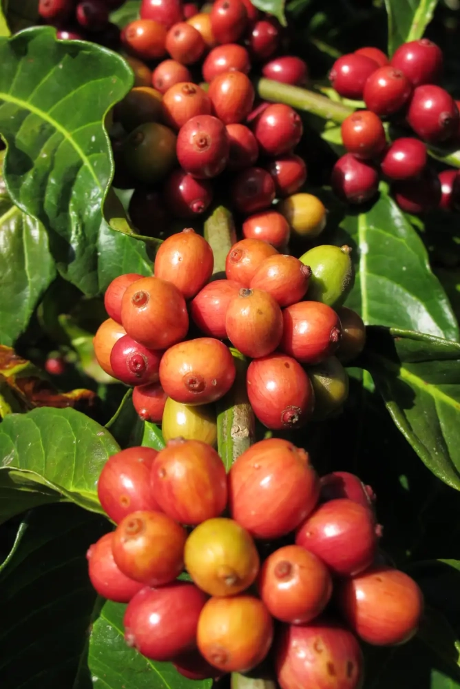 Uganda Fine Robusta Kaweri Turaco – kawa do ekspresów i kawiarek - Zdjęcie 11