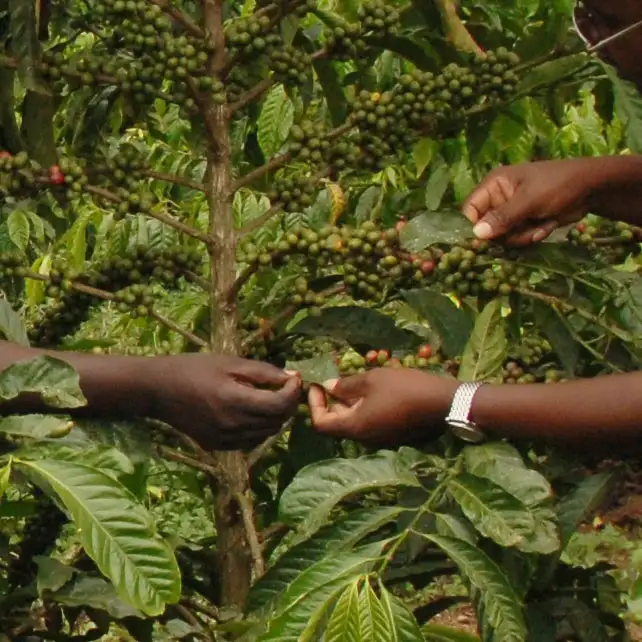 Uganda Fine Robusta Kaweri Turaco – kawa do ekspresów i kawiarek - Zdjęcie 19