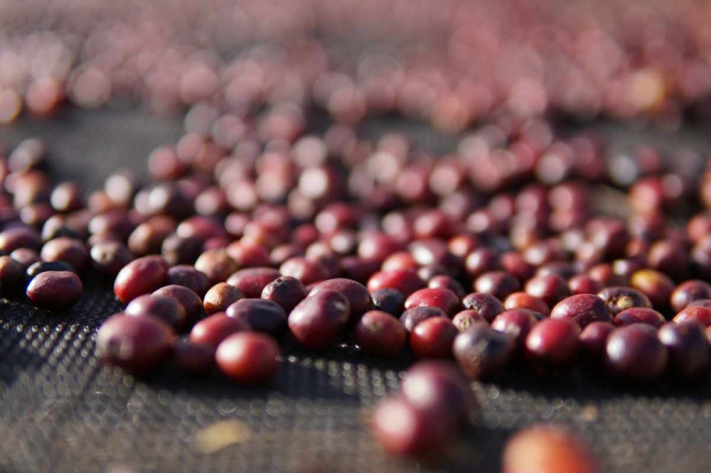 Ефіопія Berry Coat – кава для фільтру (1) - Zdjęcie 6