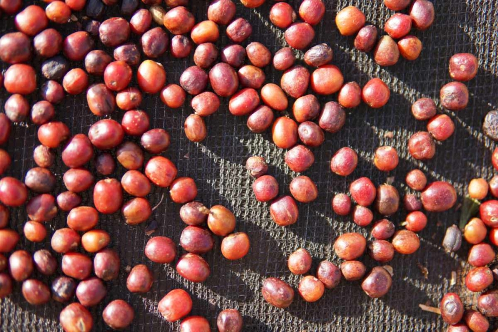 Ефіопія Berry Coat – кава для фільтру (1) - Zdjęcie 7