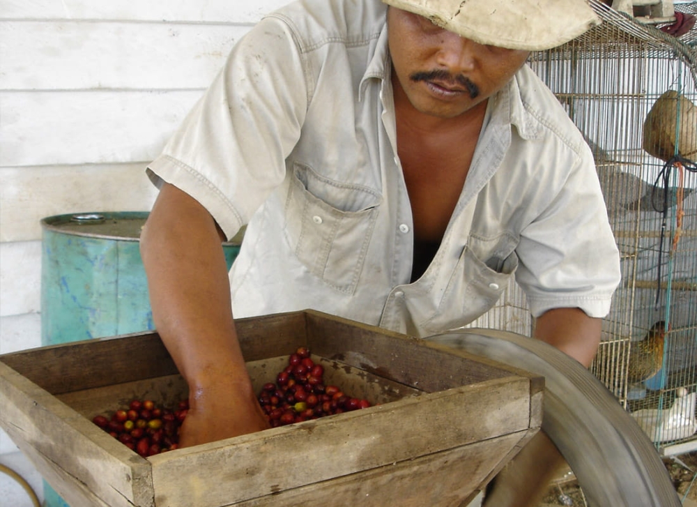 Індонезія Rainmaker – кава для гейзерної та еспресо-кавоварки (1) - Zdjęcie 6
