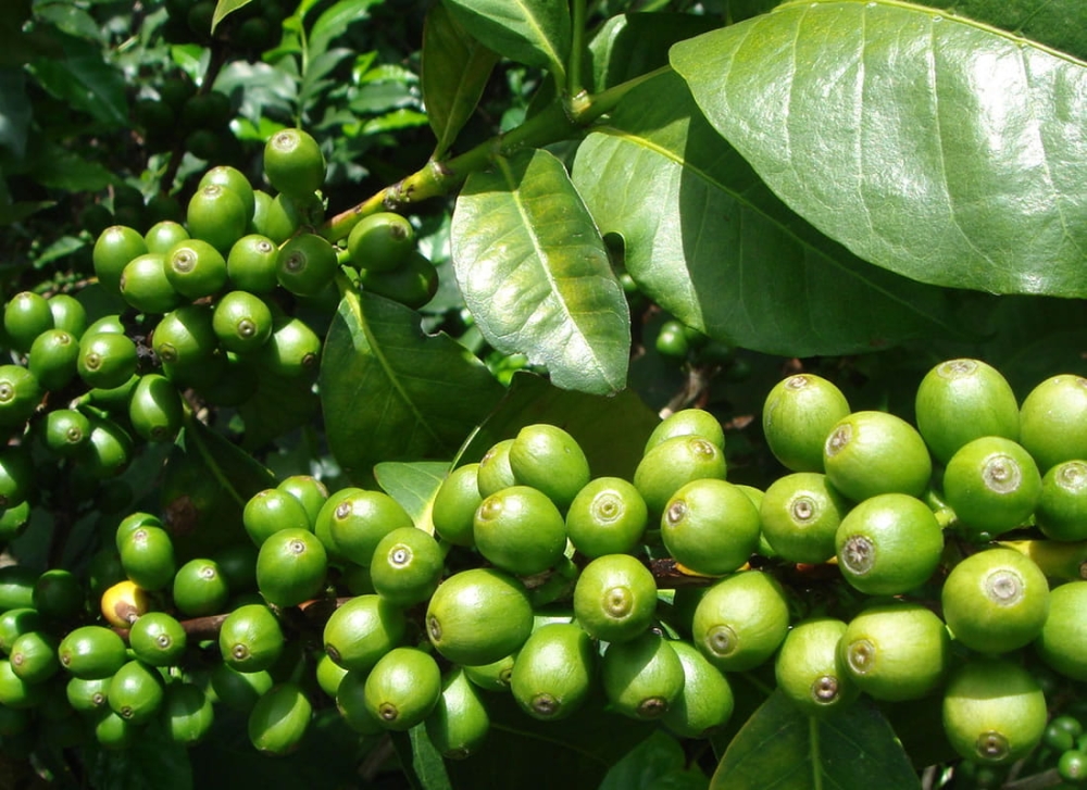 Гватемала Escogido – кава для гейзерної та еспресо-кавоварки - Zdjęcie 6