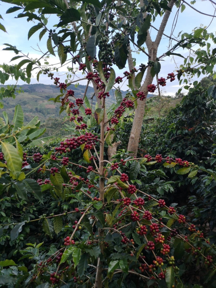 Kolumbia Cascara, suszone owoce kawowca - Zdjęcie 3