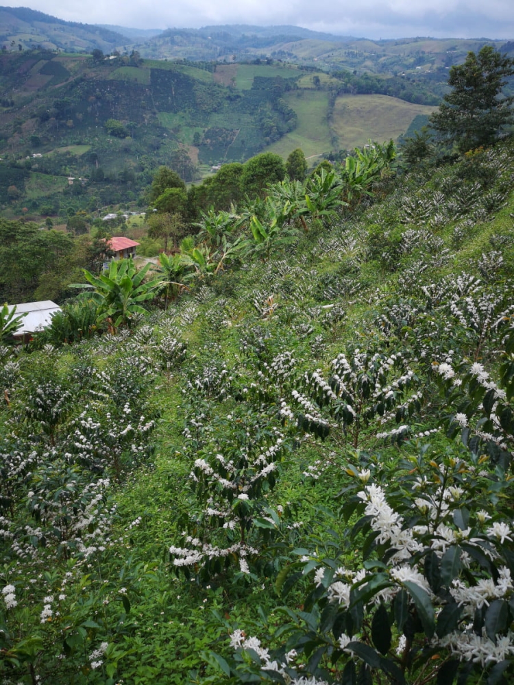 Kolumbia Cascara, suszone owoce kawowca - Zdjęcie 4