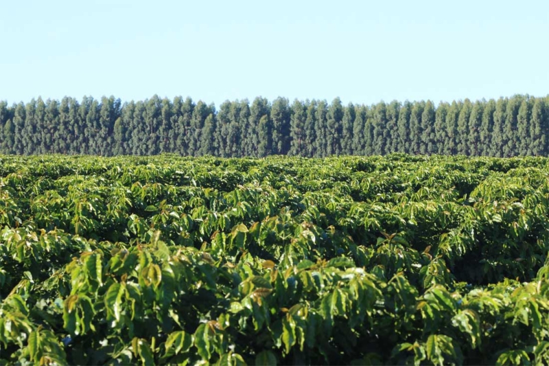 EcoAgricola_2_small.jpg