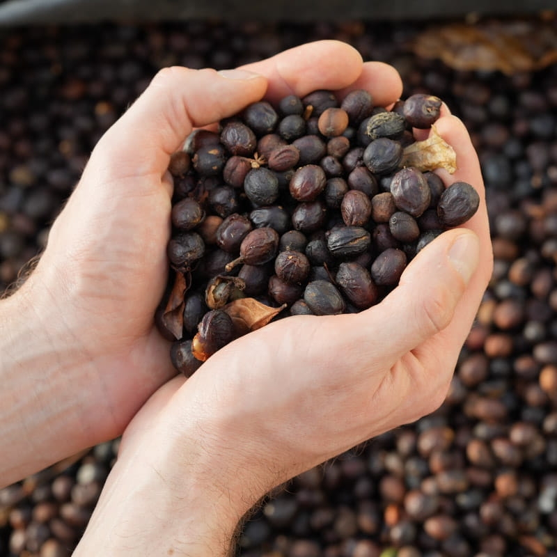 cascara_hacienda_natural.jpg