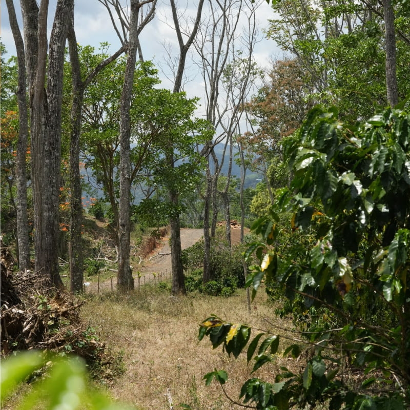 PURAVIDA_PLANTACJA.jpg