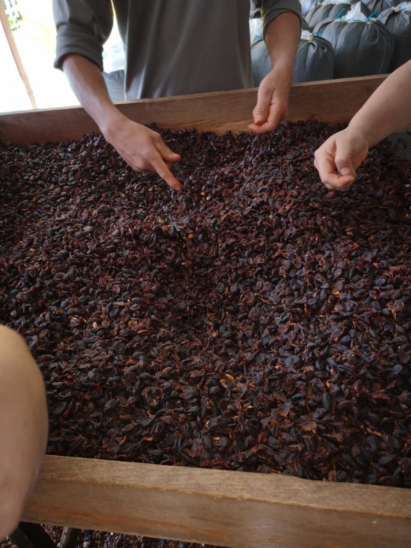 Cascara Finca Alcatraz Speciality 1.jpg