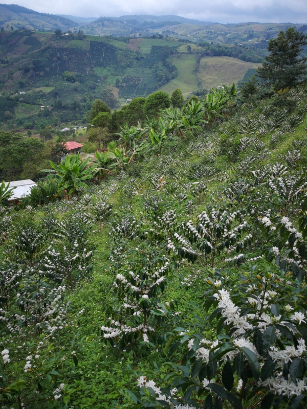 Cascara Finca Alcatraz Speciality 3.jpg