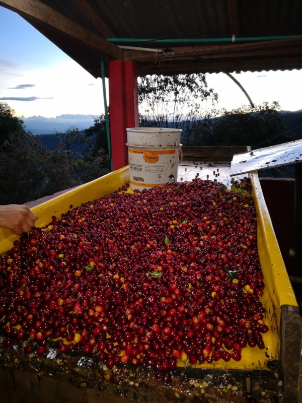 Cascara Finca Alcatraz Speciality 5.jpg