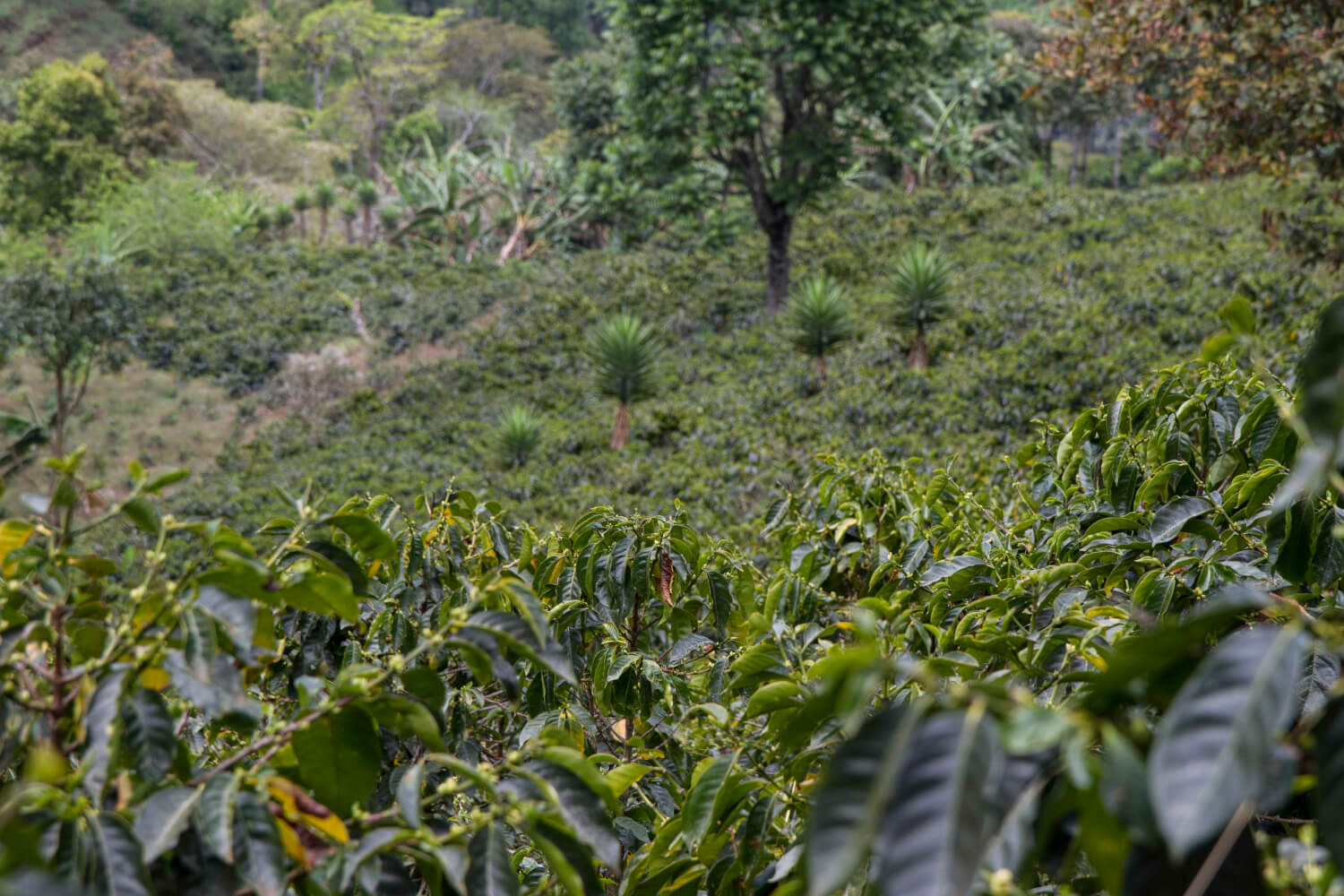 Santa Rosa de Copan i Santa Barbara to plantacje na światowej liście trudniące się eksportem kawy.
