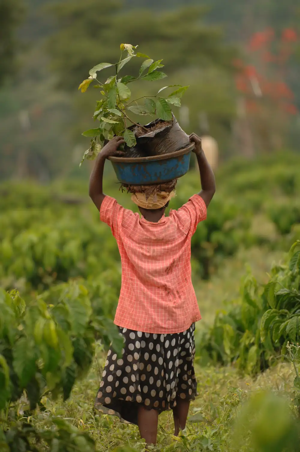 Produkt jakim jest kawa uganda ma wyczuwalne nuty jagody i jest niedrogi!