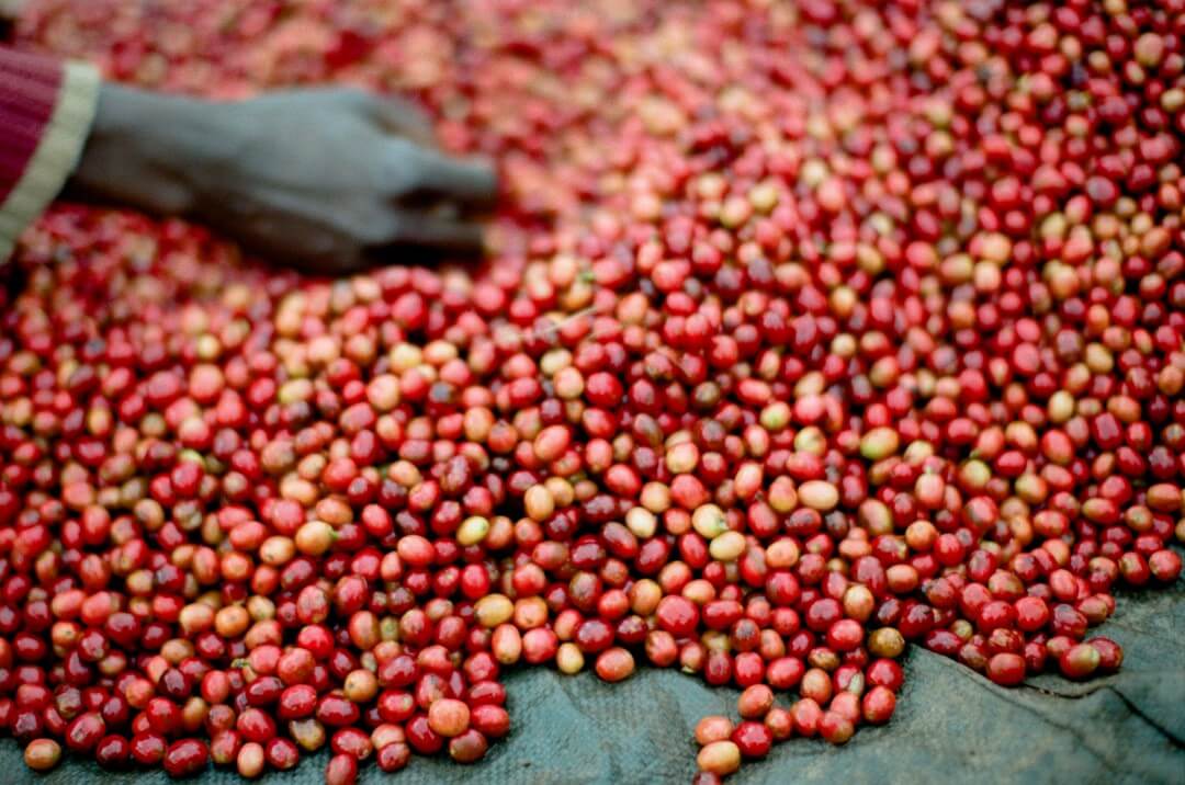 Najlepsza kawa z Burundi przygotowana w ekspresie ciśnieniowym.