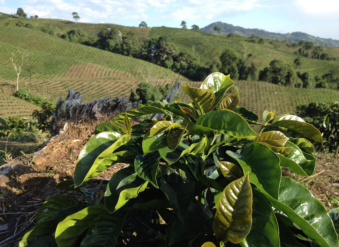 Klimat Kolumbii jest idealny do sadzenia coffee arabica.