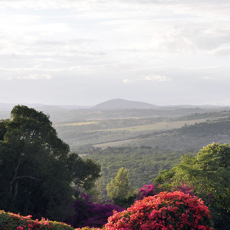 Kawa ziarnista Kenia