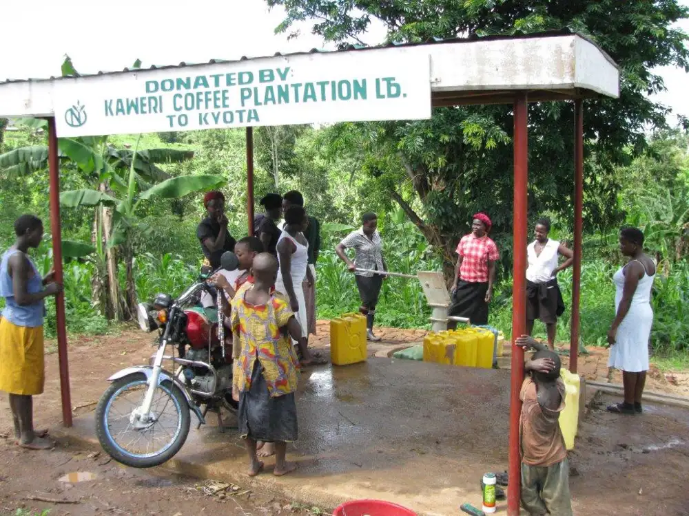 Na plantacji Kaweri uprawiana jest wyłącznie kawa kongijska, nie jest uprawiana arabica.